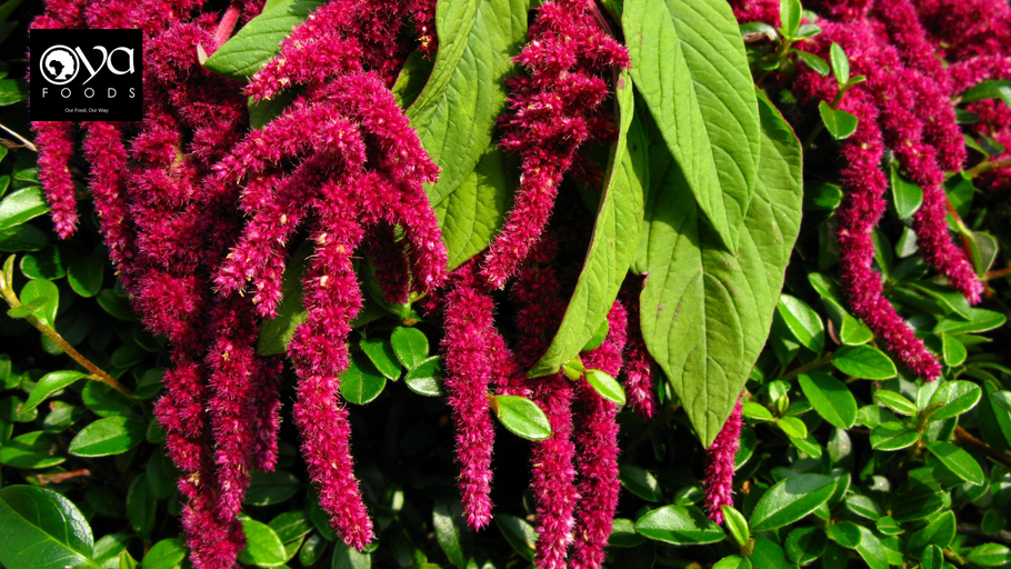 Amaranth Leaves (Morogo): Africa’s Hidden Superfood Reimagined